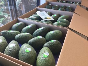 Avocados in case